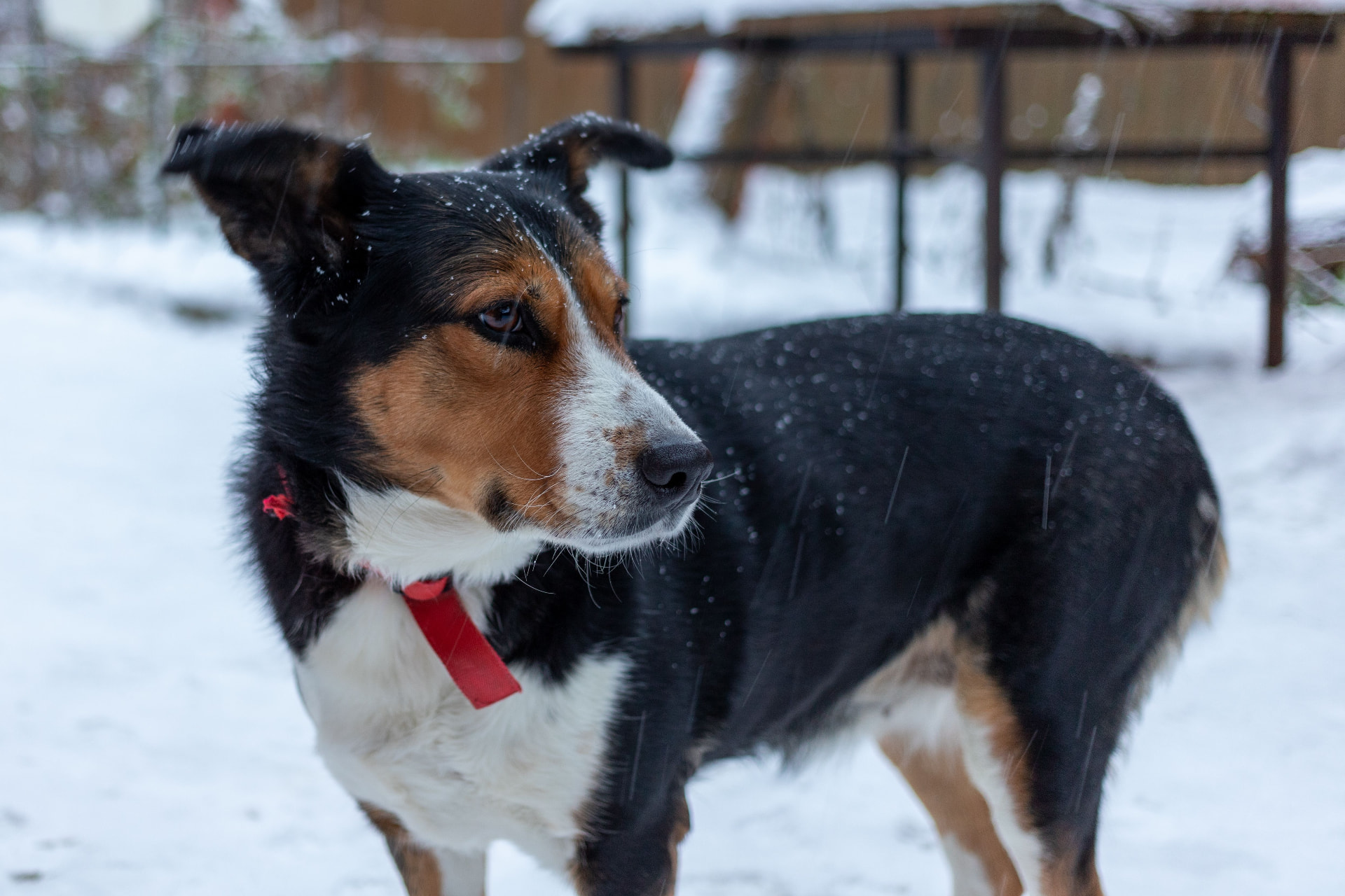 A tricolour dog standing in falling snow